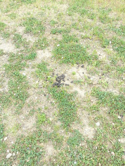 20130601_f.jpg
